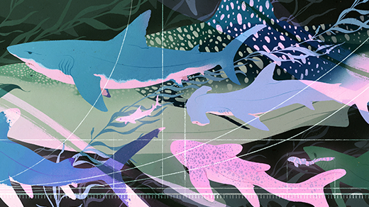 Shark Data Suggests Animals Scale Like Geometric Objects