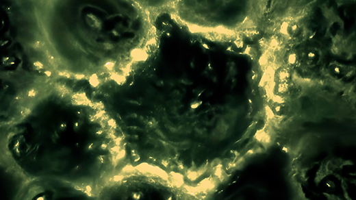 Cells Use ‘Bioelectricity’ To Coordinate and Make Group Decisions